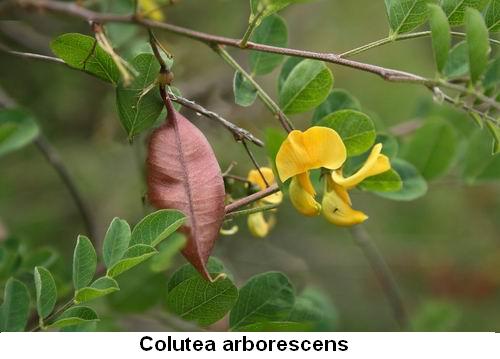 Colutea arborescens.jpg